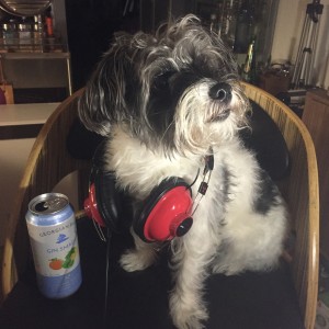 ginsmashdog